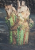 Tronco de cactus